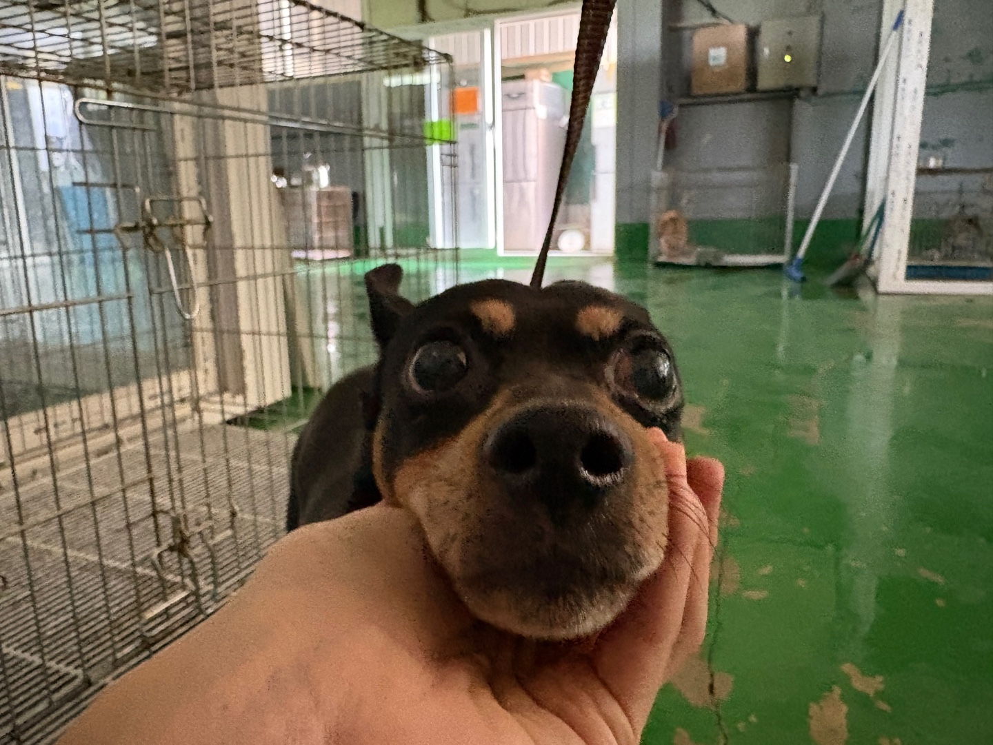 미니어쳐 핀셔 이미지 파일 입니다.